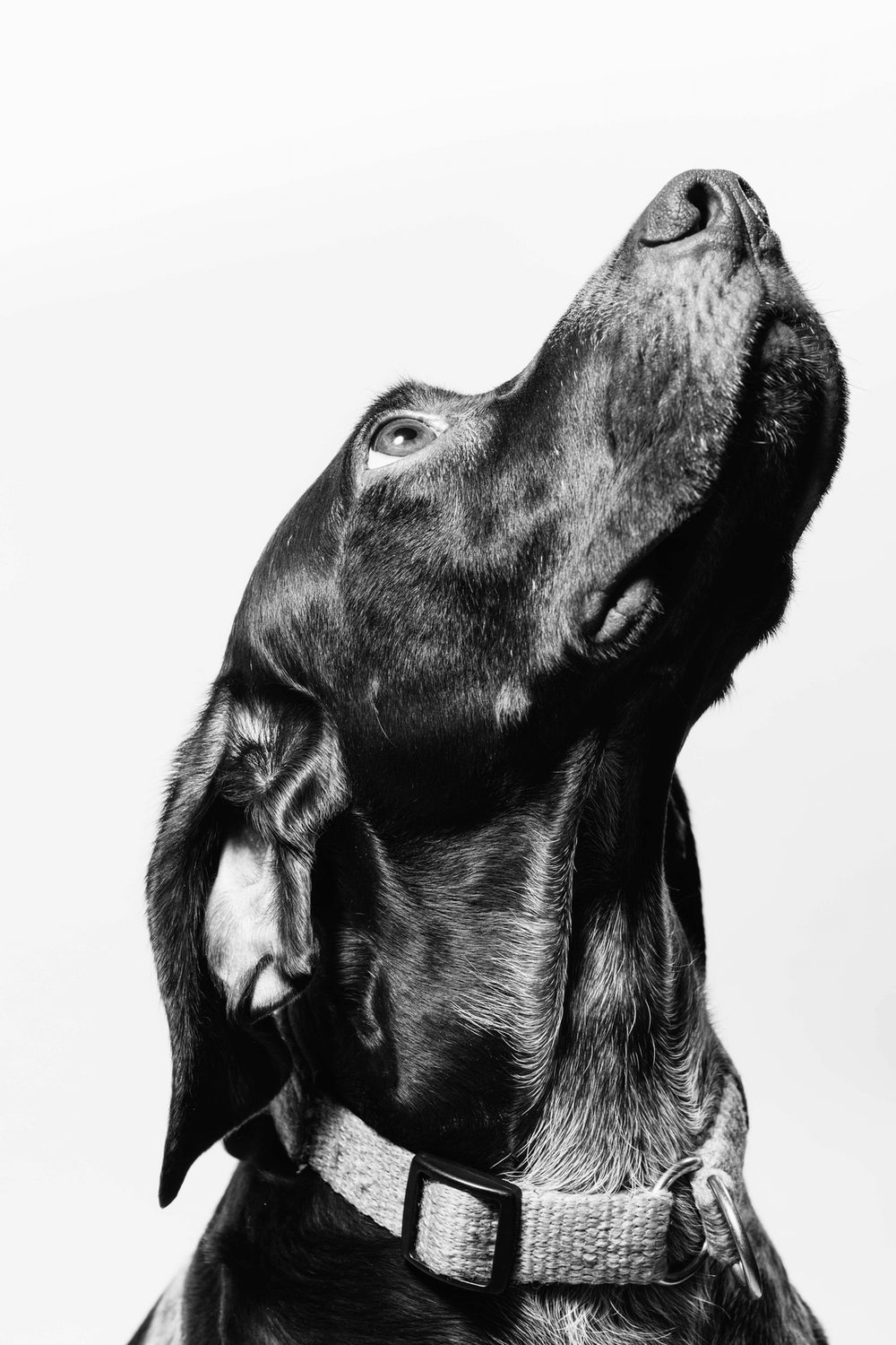 Portrait en noir et blanc d'un chien regardant vers le haut